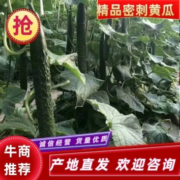 黄瓜蔬菜基地直达，优质黄瓜，滑县发货，货源充足，包品种
