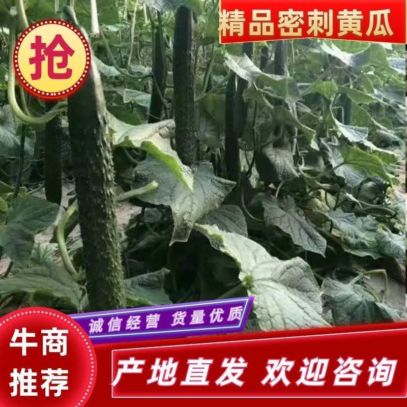黄瓜蔬菜基地直达，优质黄瓜，滑县发货，货源充足，包品种