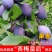 西梅美人李树苗，法兰西，皇后，蓝蜜，当年结果南北方种植