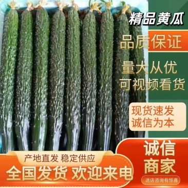密刺黄瓜,新鲜采摘,商超供应,保质保量,全国发货中