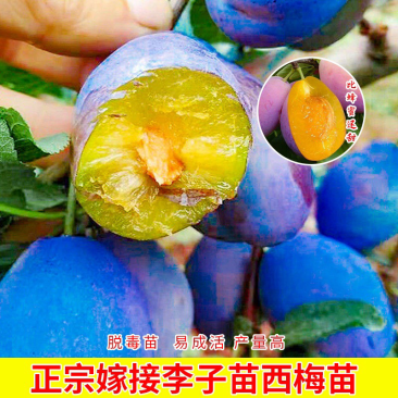 西梅美人李树苗，法兰西，皇后，蓝蜜，当年结果南北方种植