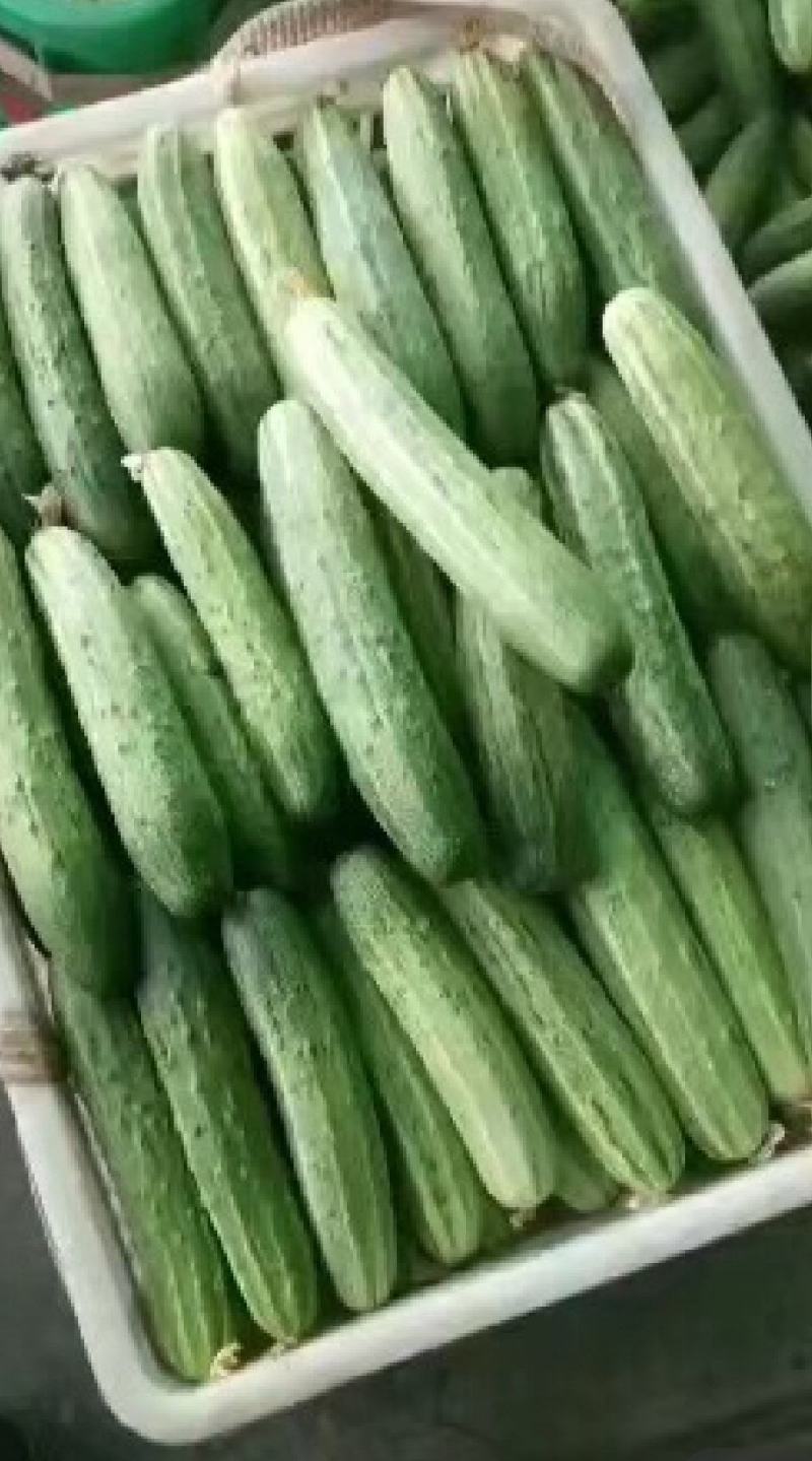 小黄瓜现摘现发。产地发货。