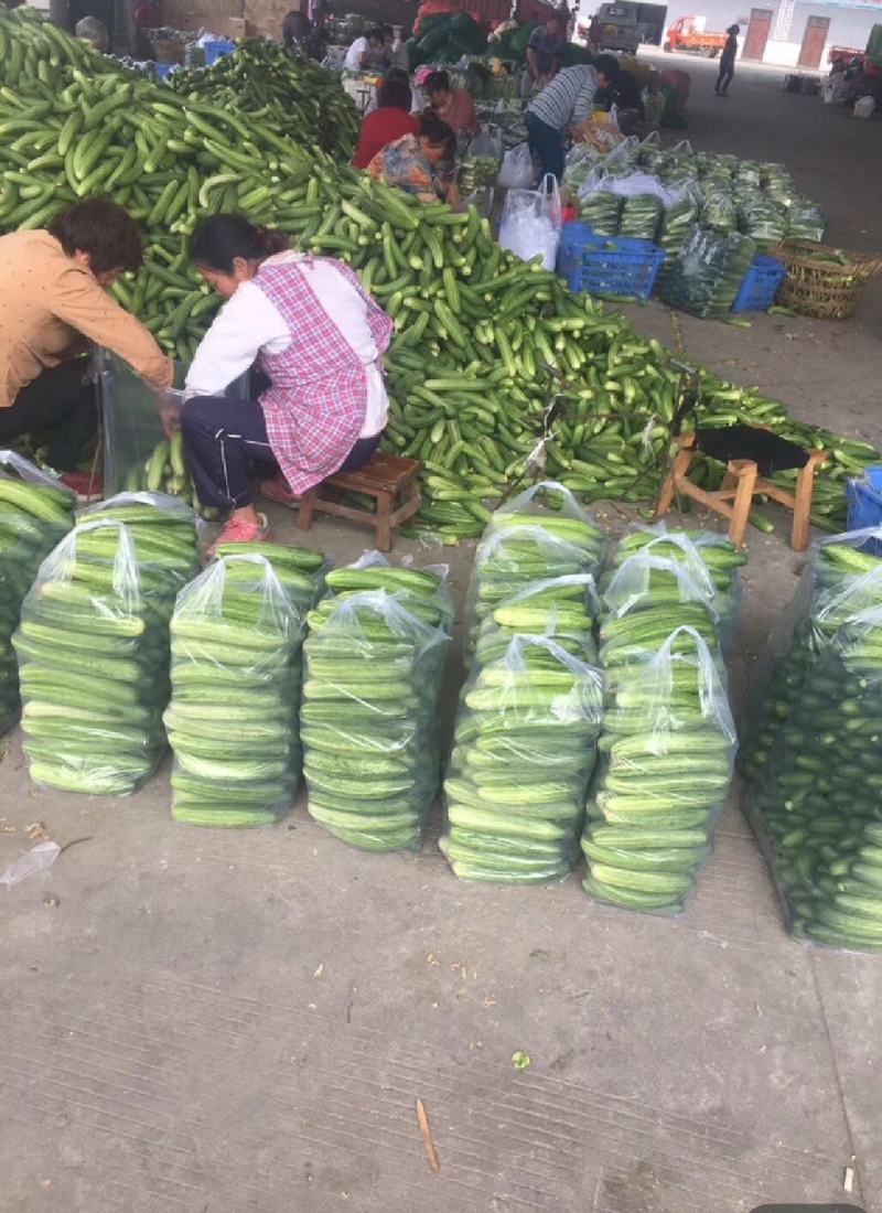 小黄瓜现摘现发。产地发货。