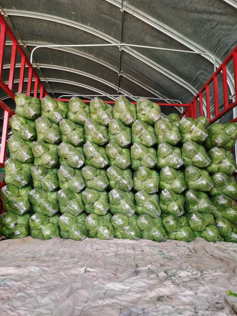 【推荐】甘蓝精品圆包菜甘蓝对接全国质量精品视频看货