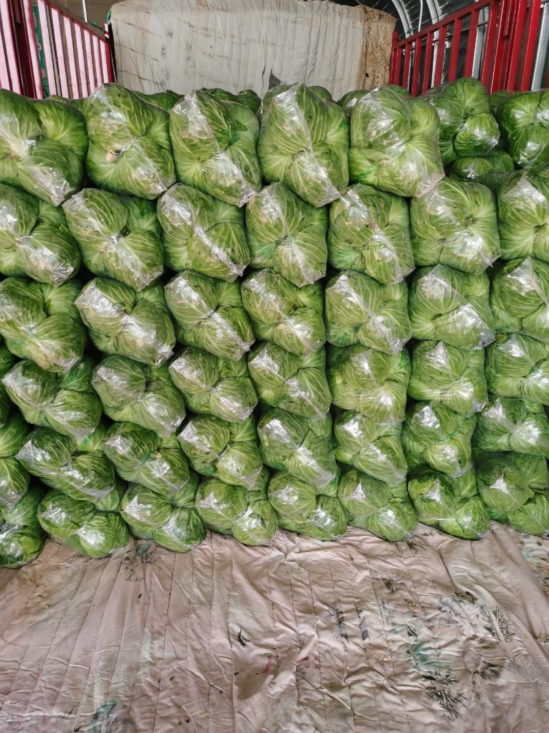 【推荐】甘蓝精品圆包菜甘蓝对接全国质量精品视频看货