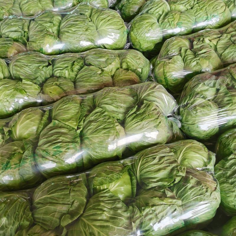 【推荐】甘蓝精品圆包菜甘蓝对接全国质量精品视频看货