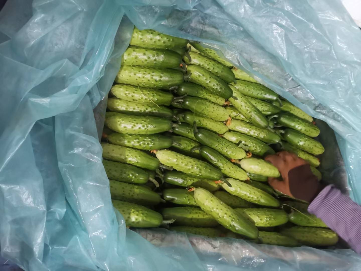 整齐摆放的旱黄瓜被放入保鲜袋中,准备放入冰箱冷藏 旱黄瓜保鲜包装图