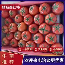 大红西红柿，粉果产地大量上市，各种都有货，质量好