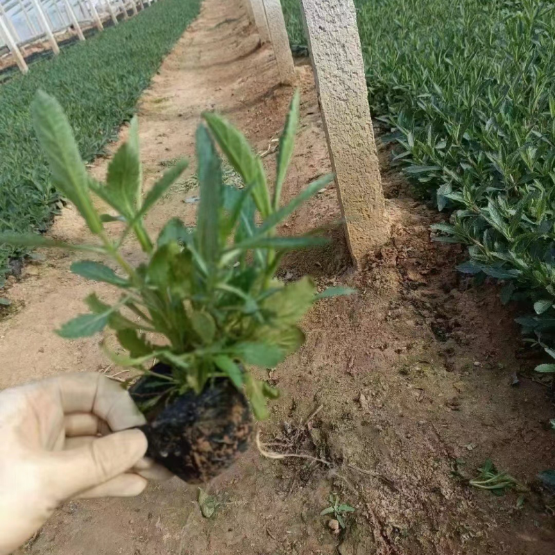 柳叶马鞭草