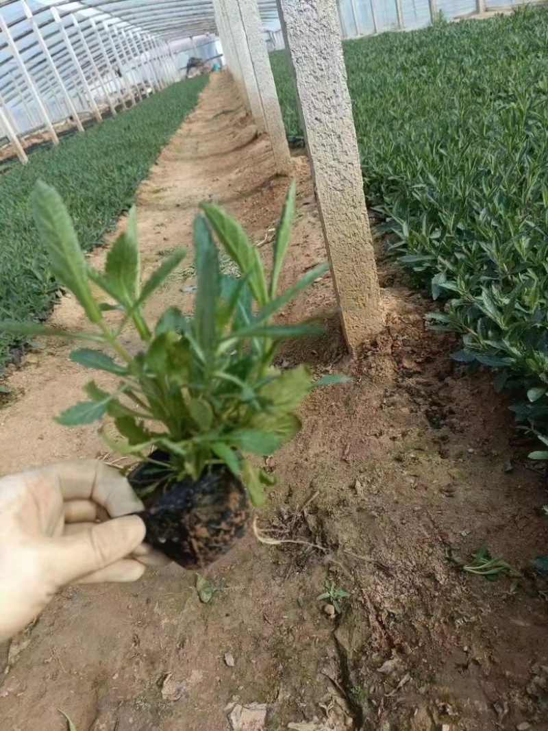 柳叶马鞭草