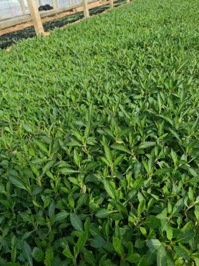 柳叶马鞭草
