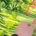 白帽蒜薹陆续上市，韭菜芹菜大量有货欢迎全国各地老板砸单