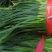 白帽蒜薹陆续上市，韭菜芹菜大量有货欢迎全国各地老板砸单
