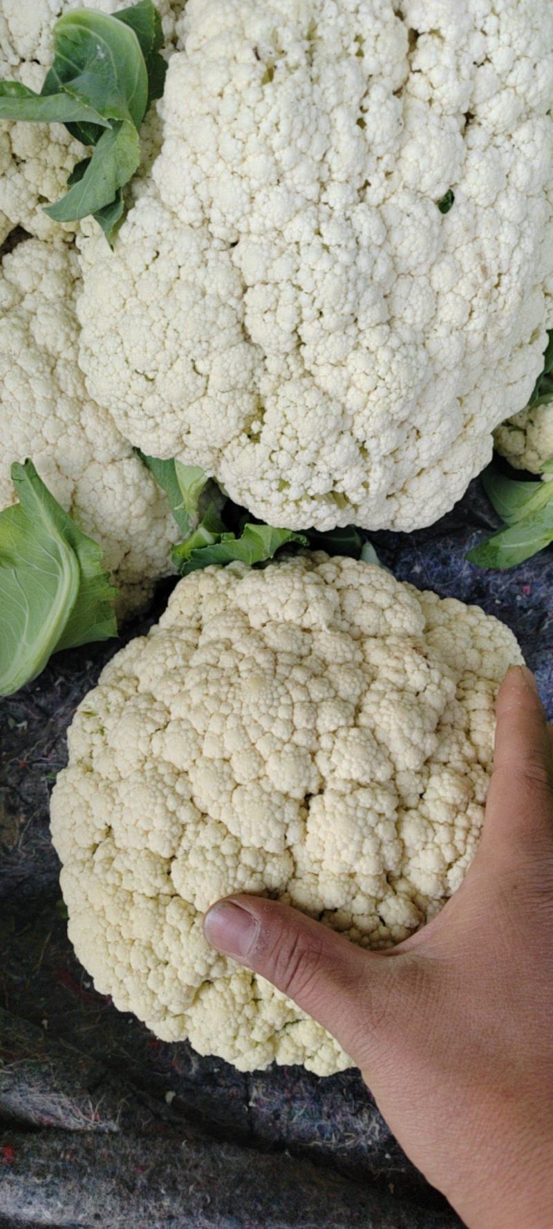1河南精品有机花大量上市中产地直供全国发货