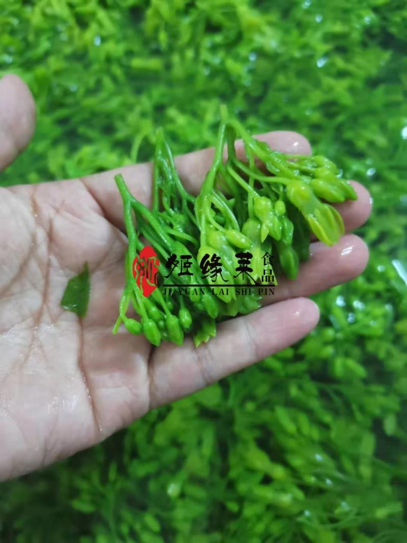 冷冻夜兰花绿珍珠酒店特色食材厂家直销量大优惠