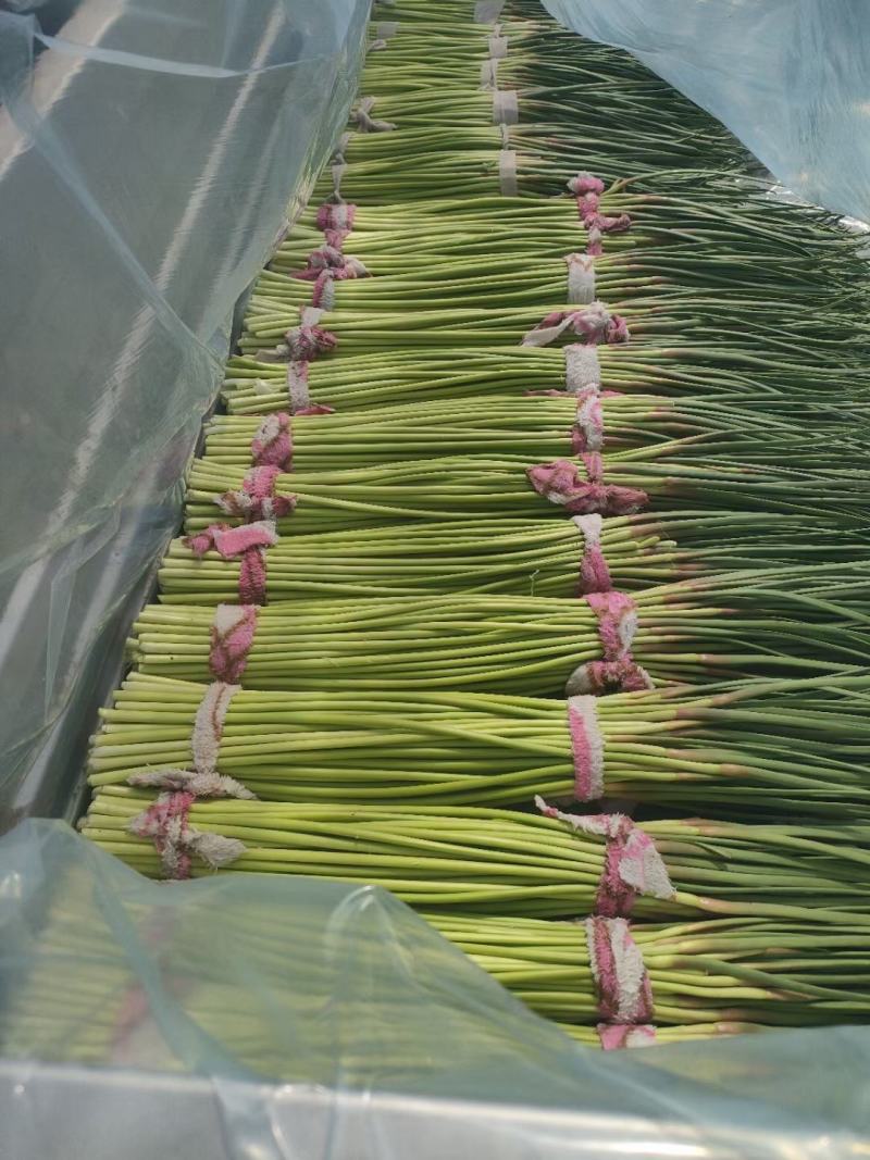 杞县早熟蒜薹，代收，代发，产地接货，精品质量。