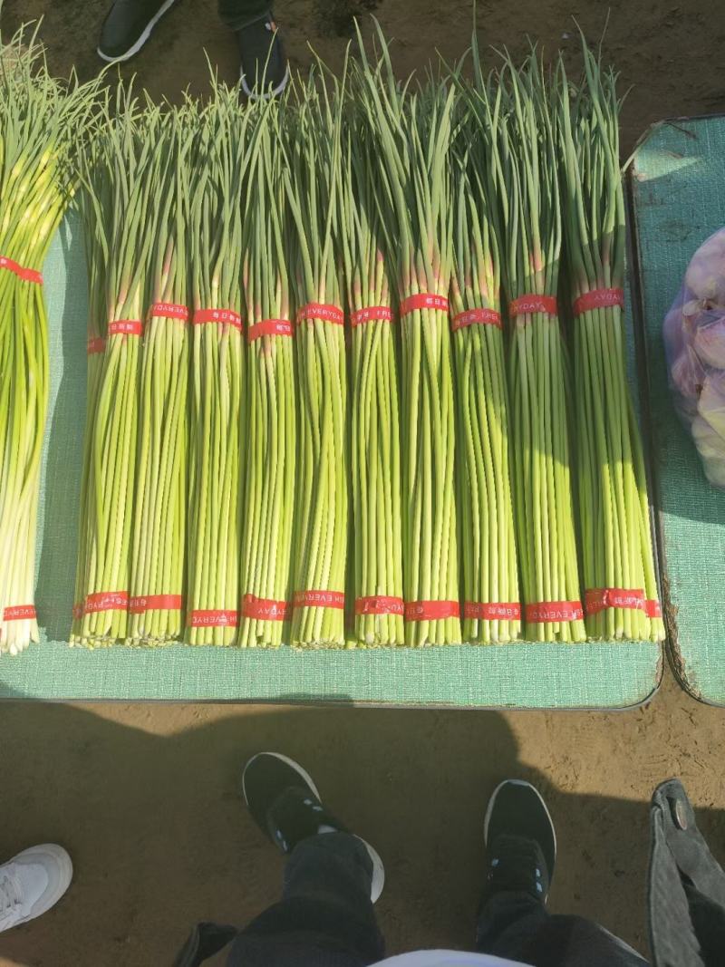 杞县早熟蒜薹，代收，代发，产地接货，精品质量。