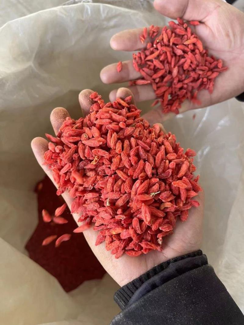 诺木洪小颗粒精选枸杞~产地批发