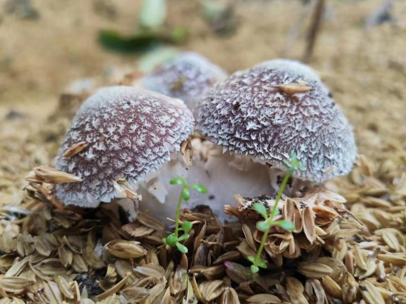 基地直供，大球盖菇鲜品，仿野生栽培，无公害种植，现采现卖