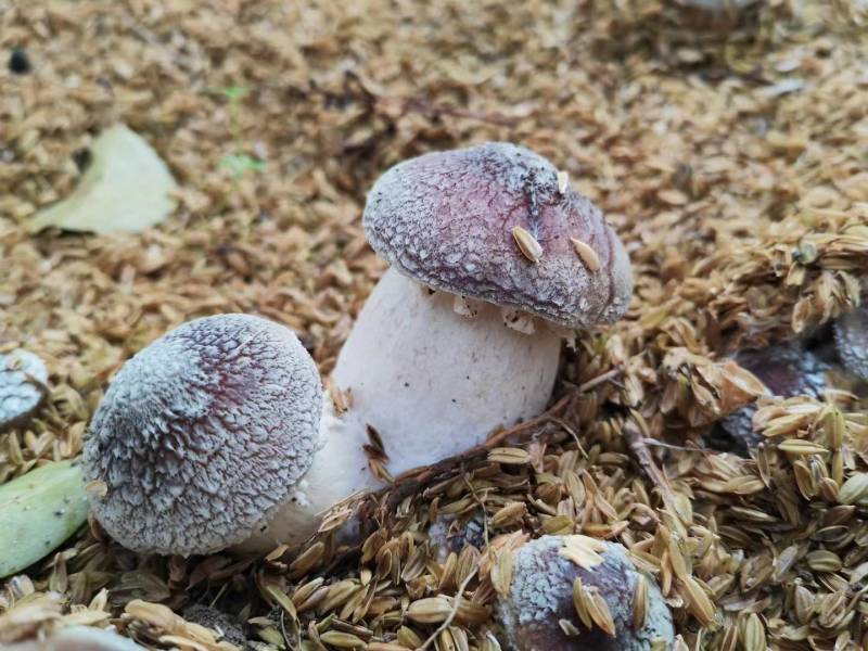 基地直供，大球盖菇鲜品，仿野生栽培，无公害种植，现采现卖