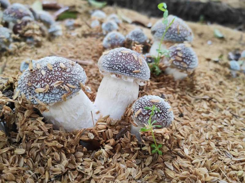基地直供，大球盖菇鲜品，仿野生栽培，无公害种植，现采现卖