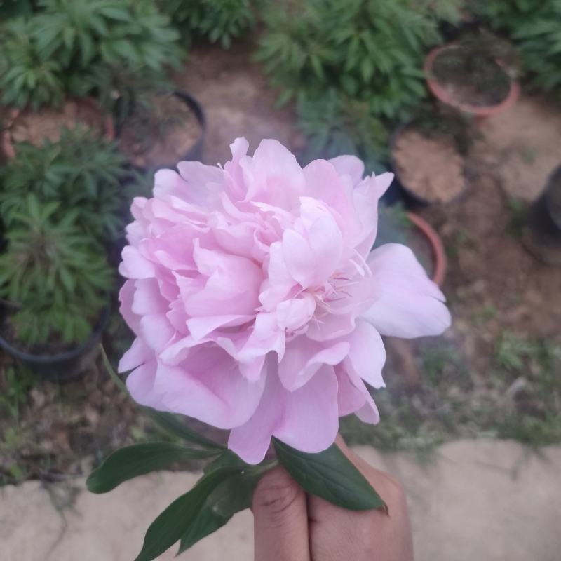 芍药鲜切花大量批发，一件代发
