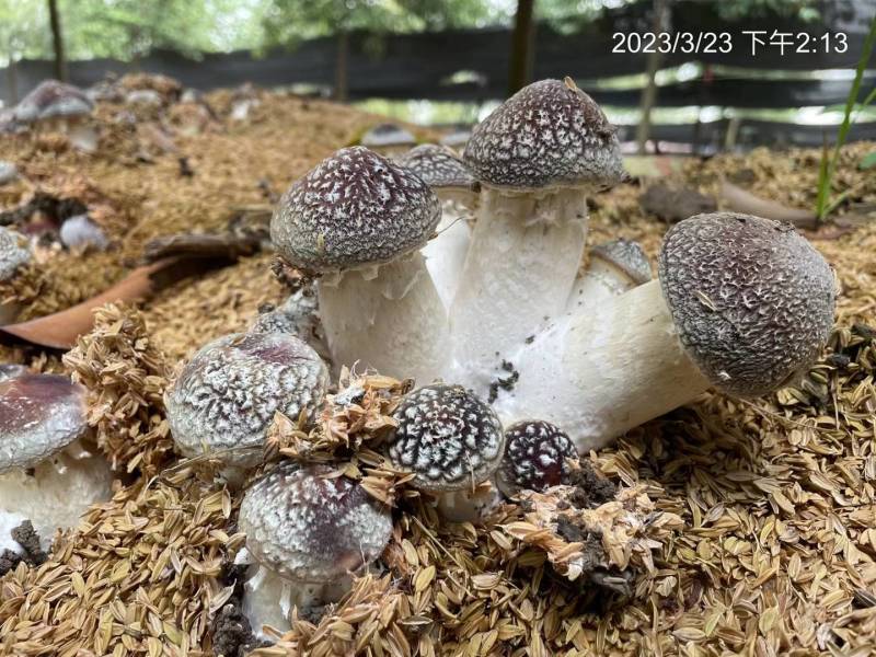 大球盖菇菌种，提供技术和服务，提供销路，回收产品