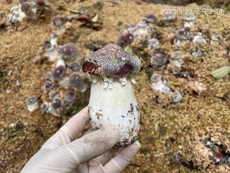大球盖菇菌种，提供技术和服务，提供销路，回收产品