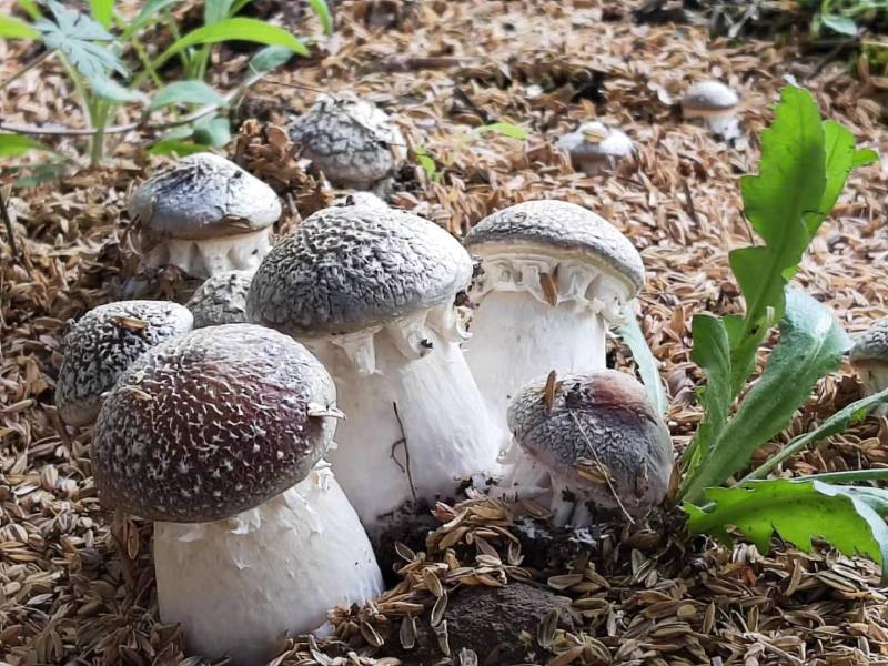 大球盖菇菌种，提供技术和服务，提供销路，回收产品