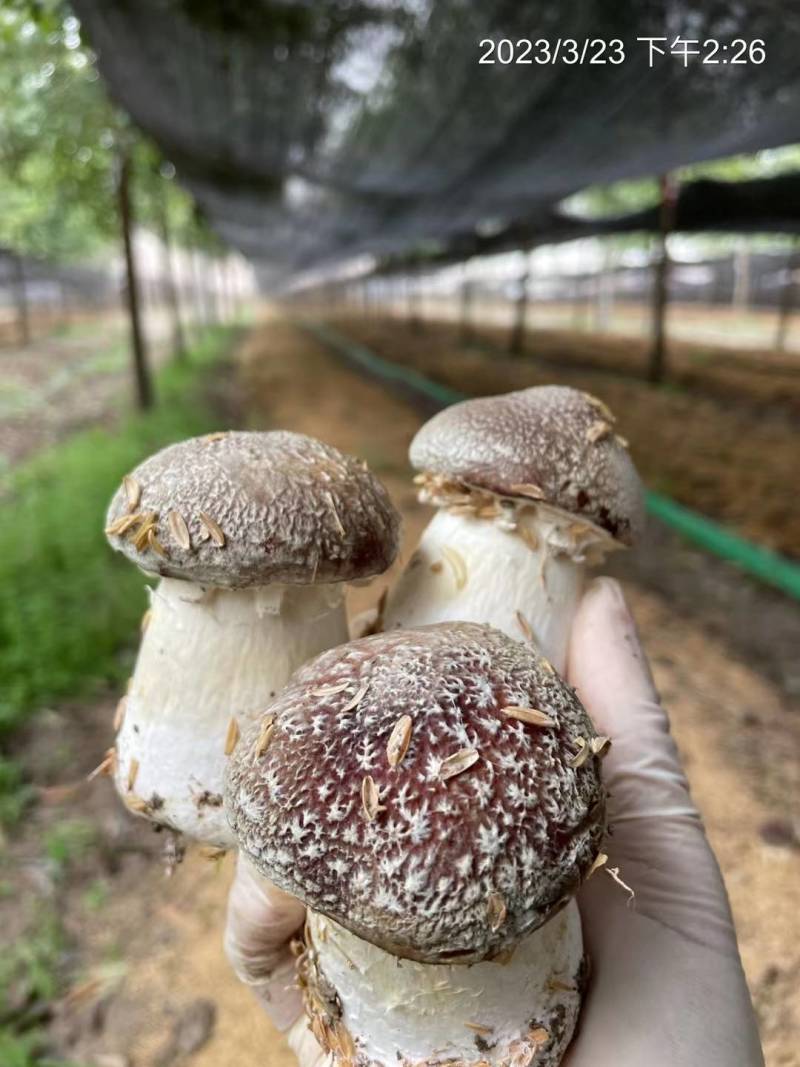 大球盖菇菌种，提供技术和服务，提供销路，回收产品