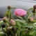 芍药鲜切花大量批发，一件代发
