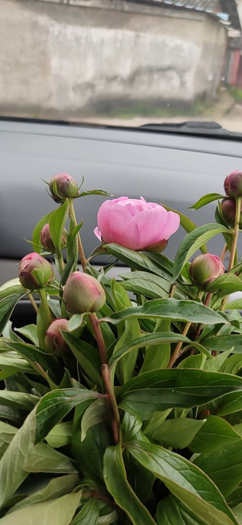 芍药鲜切花大量批发，一件代发