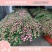 芍药鲜切花大量批发，一件代发