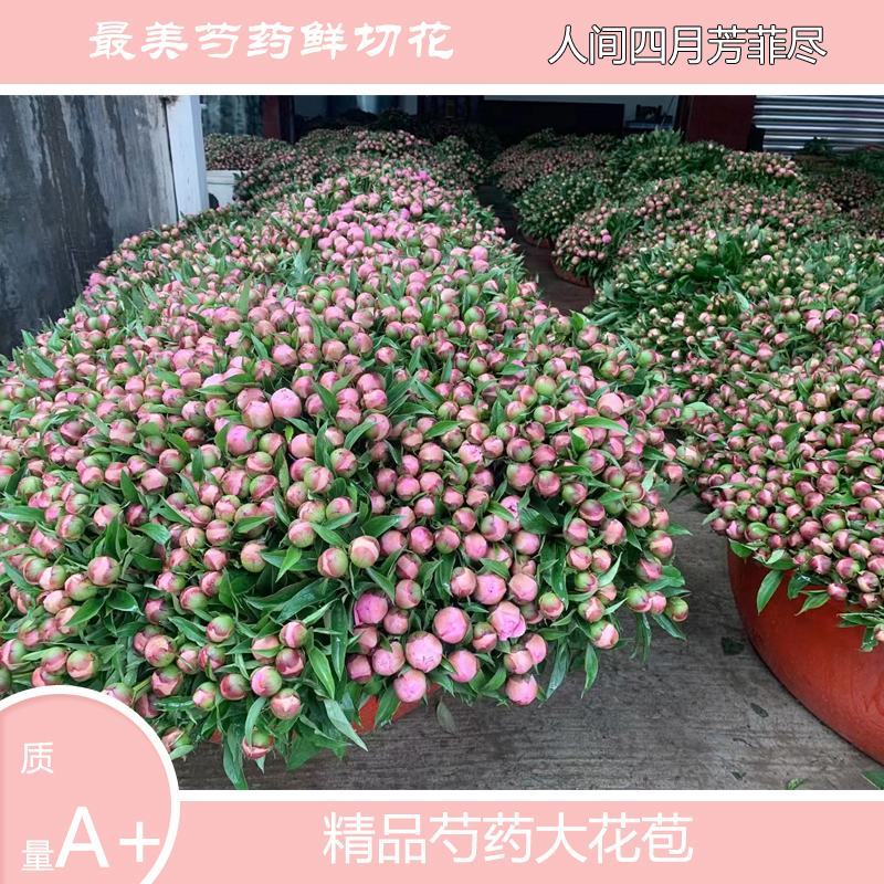 芍药鲜切花大量批发，一件代发