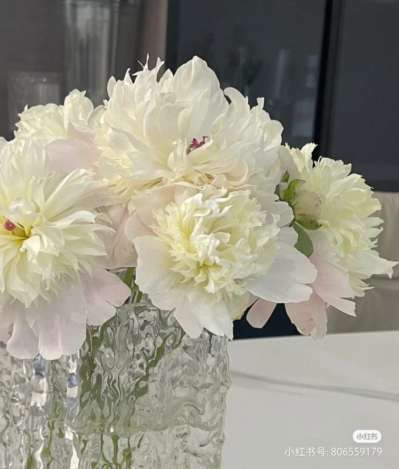 芍药鲜切花大量批发，一件代发