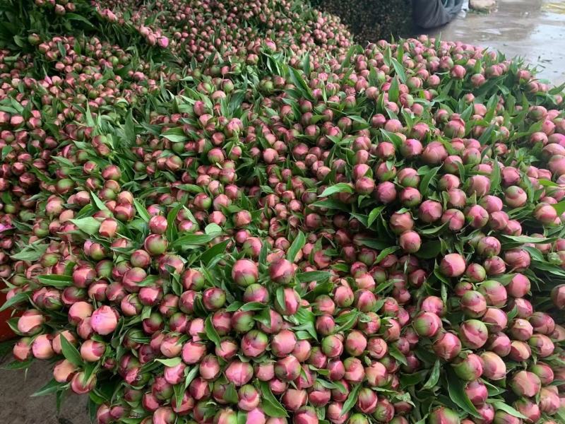 芍药鲜切花大量批发，一件代发