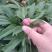 芍药鲜切花大量批发，一件代发