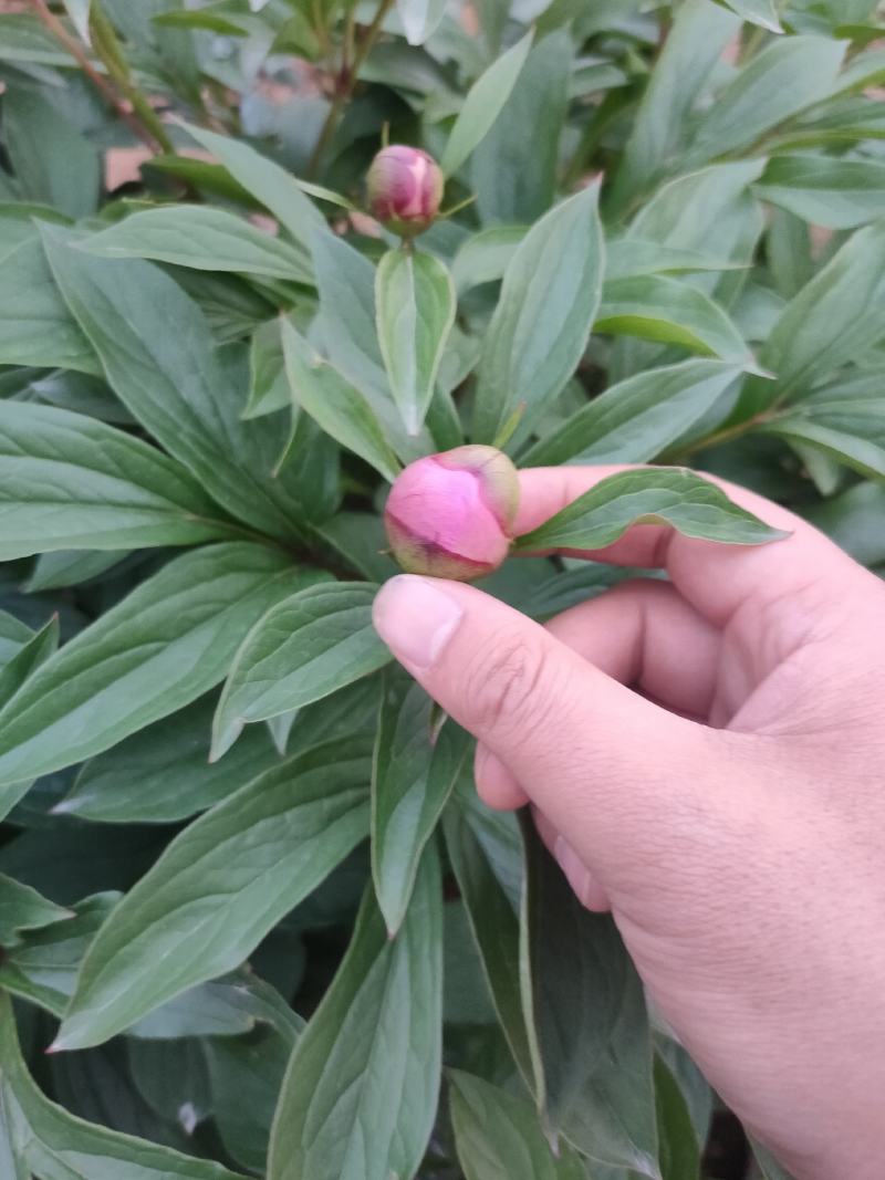 芍药鲜切花大量批发，一件代发