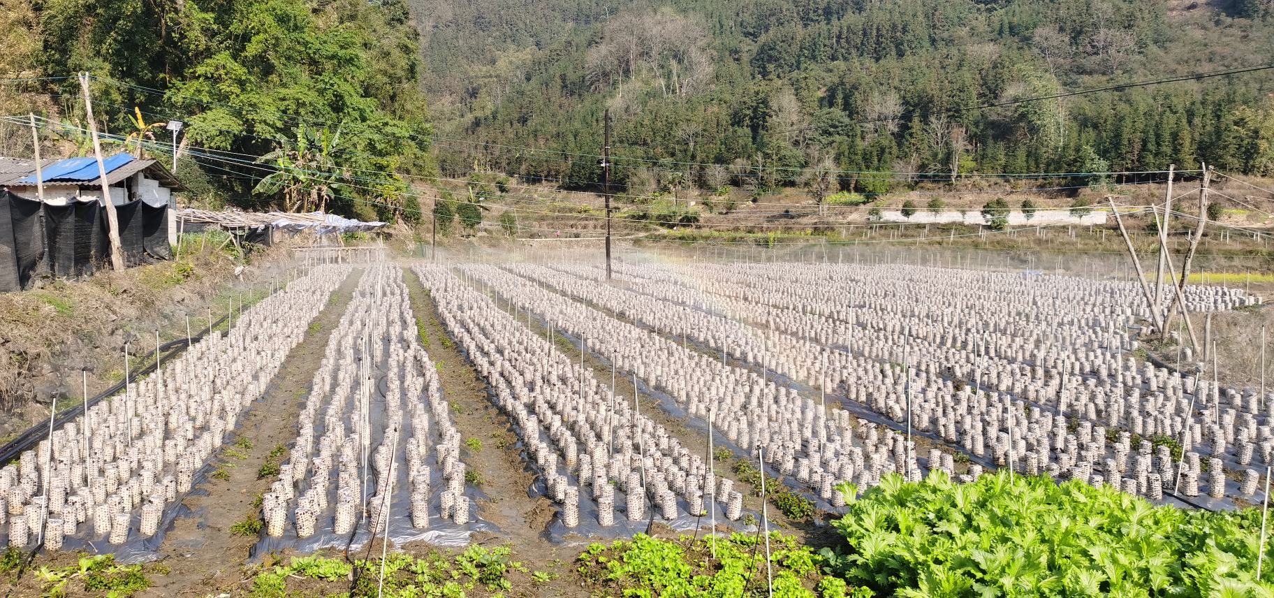 毛木耳种植基地航拍图