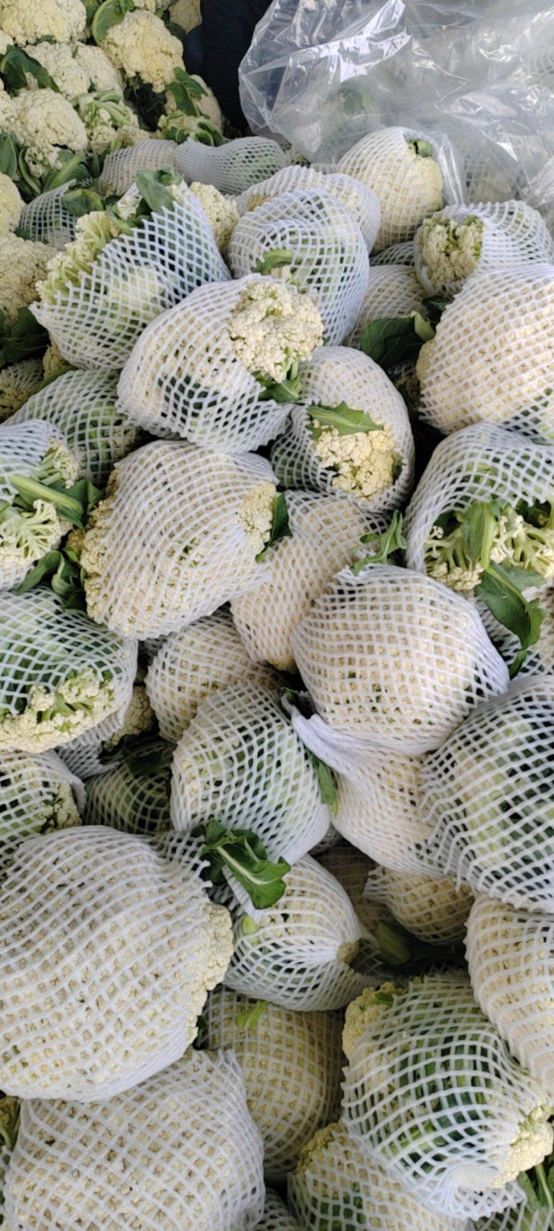 1河南精品有机花大量上市中产地直供全国发货