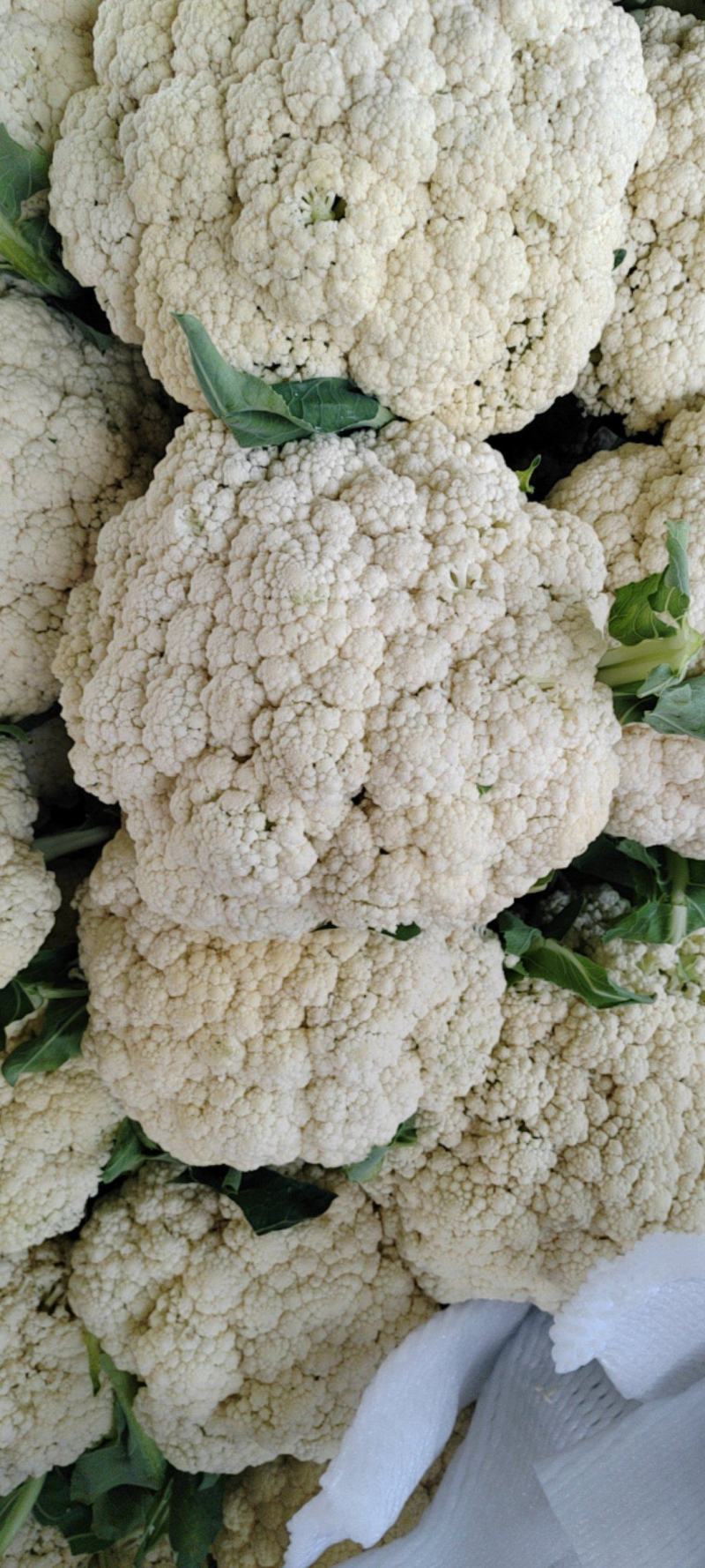 1河南精品有机花大量上市中产地直供全国发货