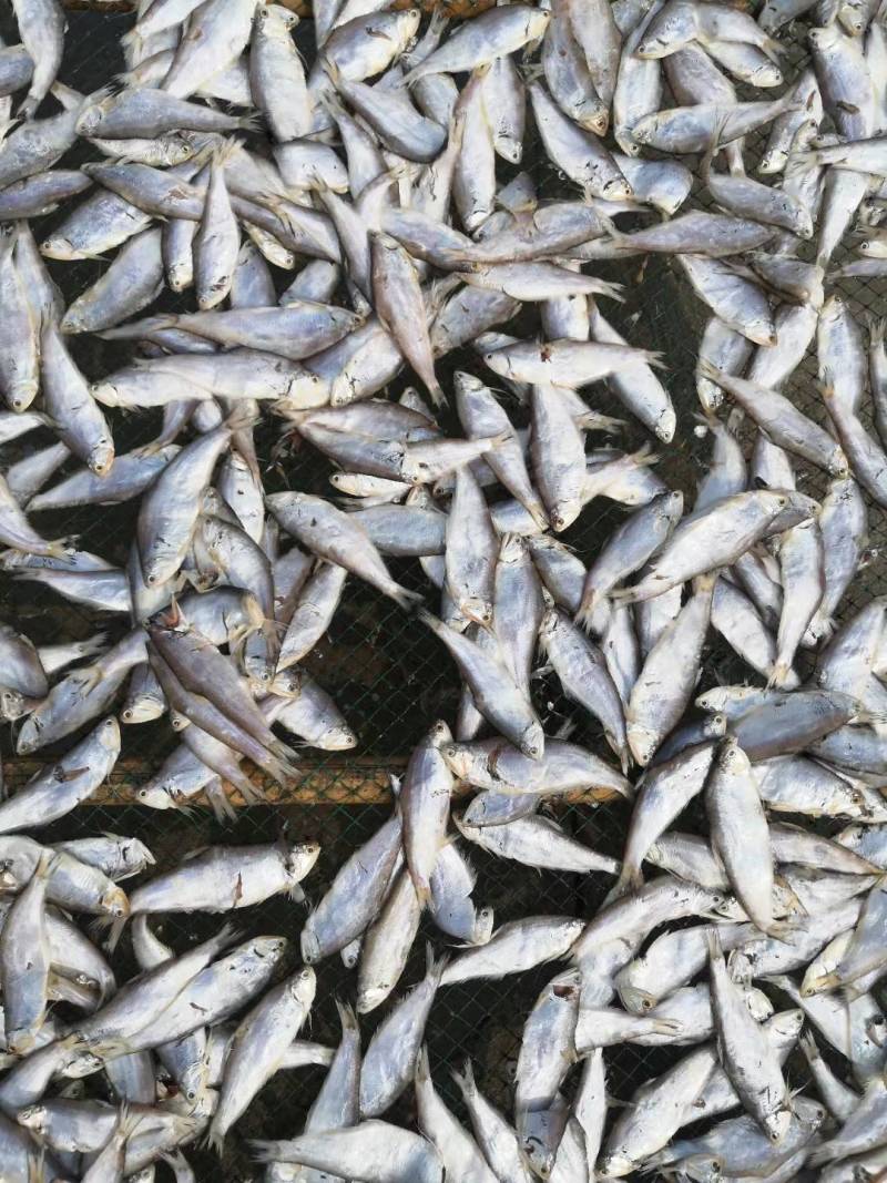 黄鲫鱼干油口鱼毛口鱼黄夹子马口鱼海鲜干货