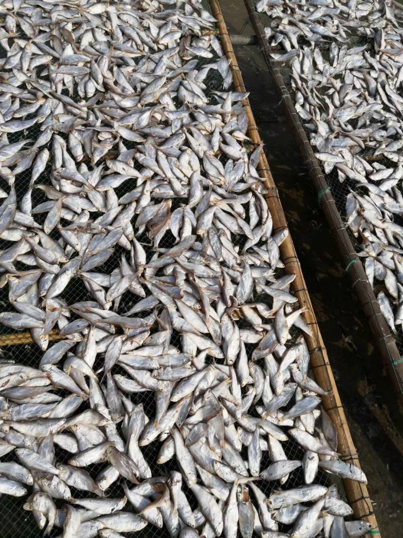 黄鲫鱼干油口鱼毛口鱼黄夹子马口鱼海鲜干货