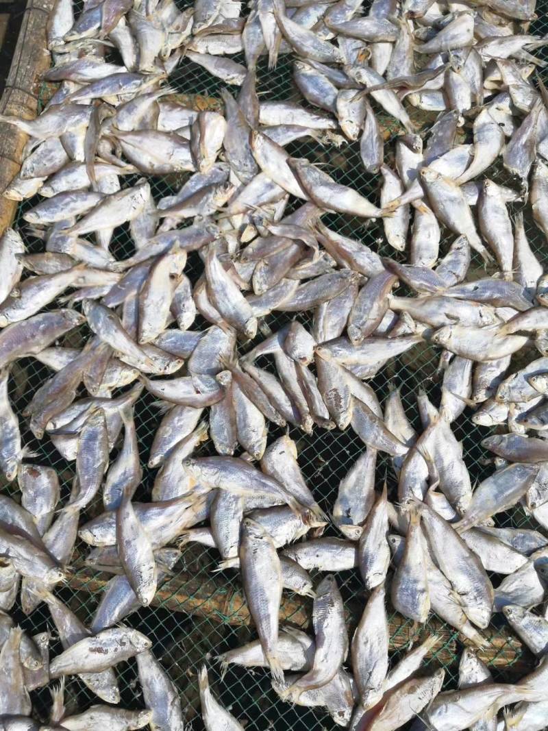 黄鲫鱼干油口鱼毛口鱼黄夹子马口鱼海鲜干货