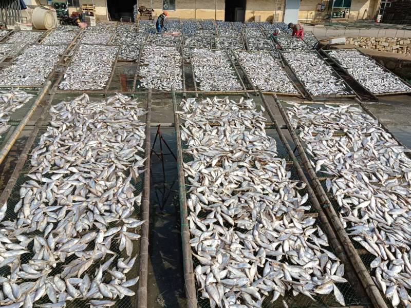 黄鲫鱼干油口鱼毛口鱼黄夹子马口鱼海鲜干货