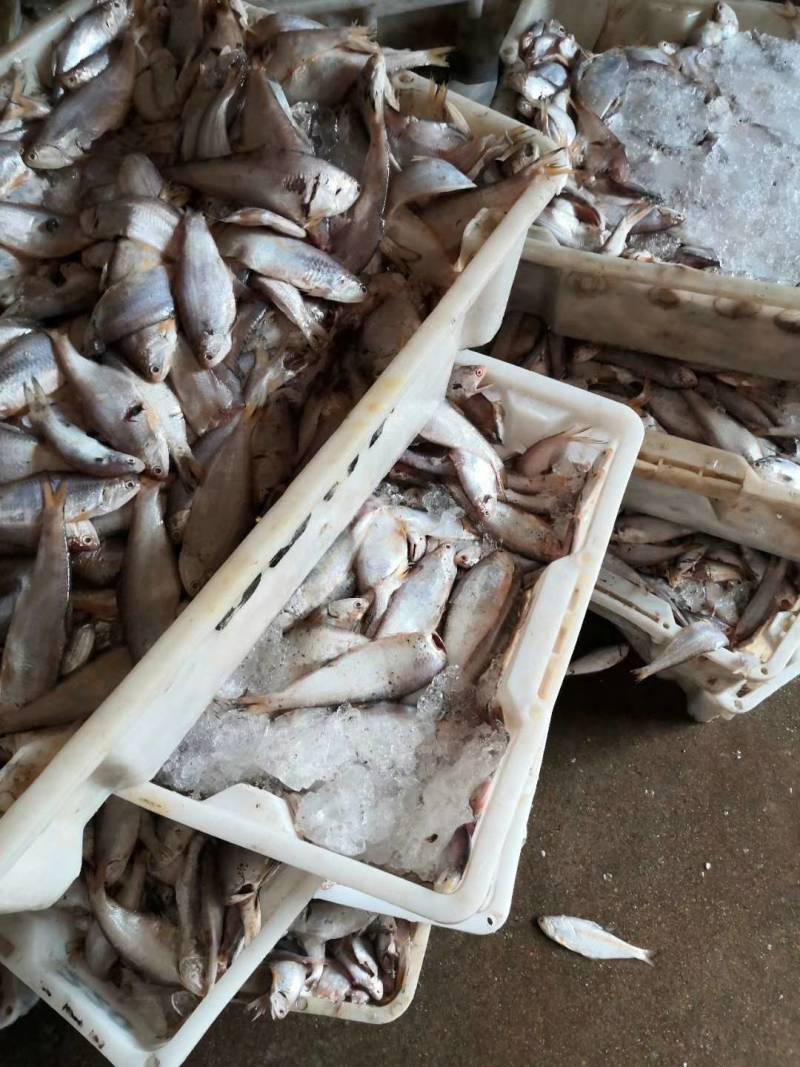 黄鲫鱼干油口鱼毛口鱼黄夹子马口鱼海鲜干货
