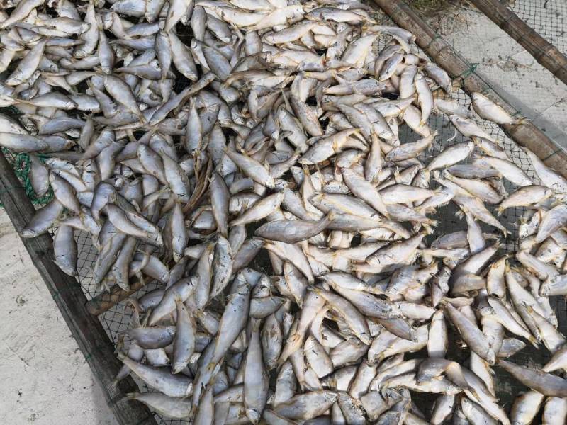 黄鲫鱼干油口鱼毛口鱼黄夹子马口鱼海鲜干货