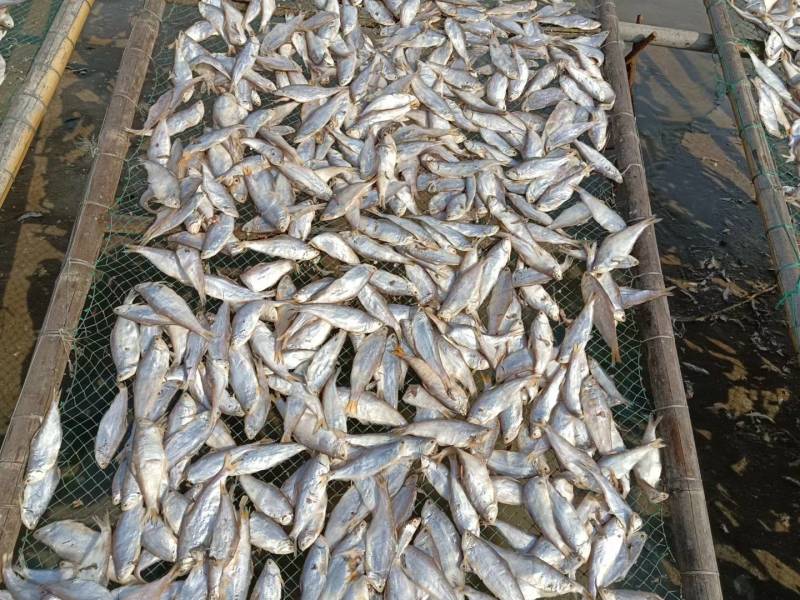 黄鲫鱼干油口鱼毛口鱼黄夹子马口鱼海鲜干货