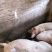 肉猪土白，长白，陆川猪，土猪，肥肥猪，有现成肉猪售卖