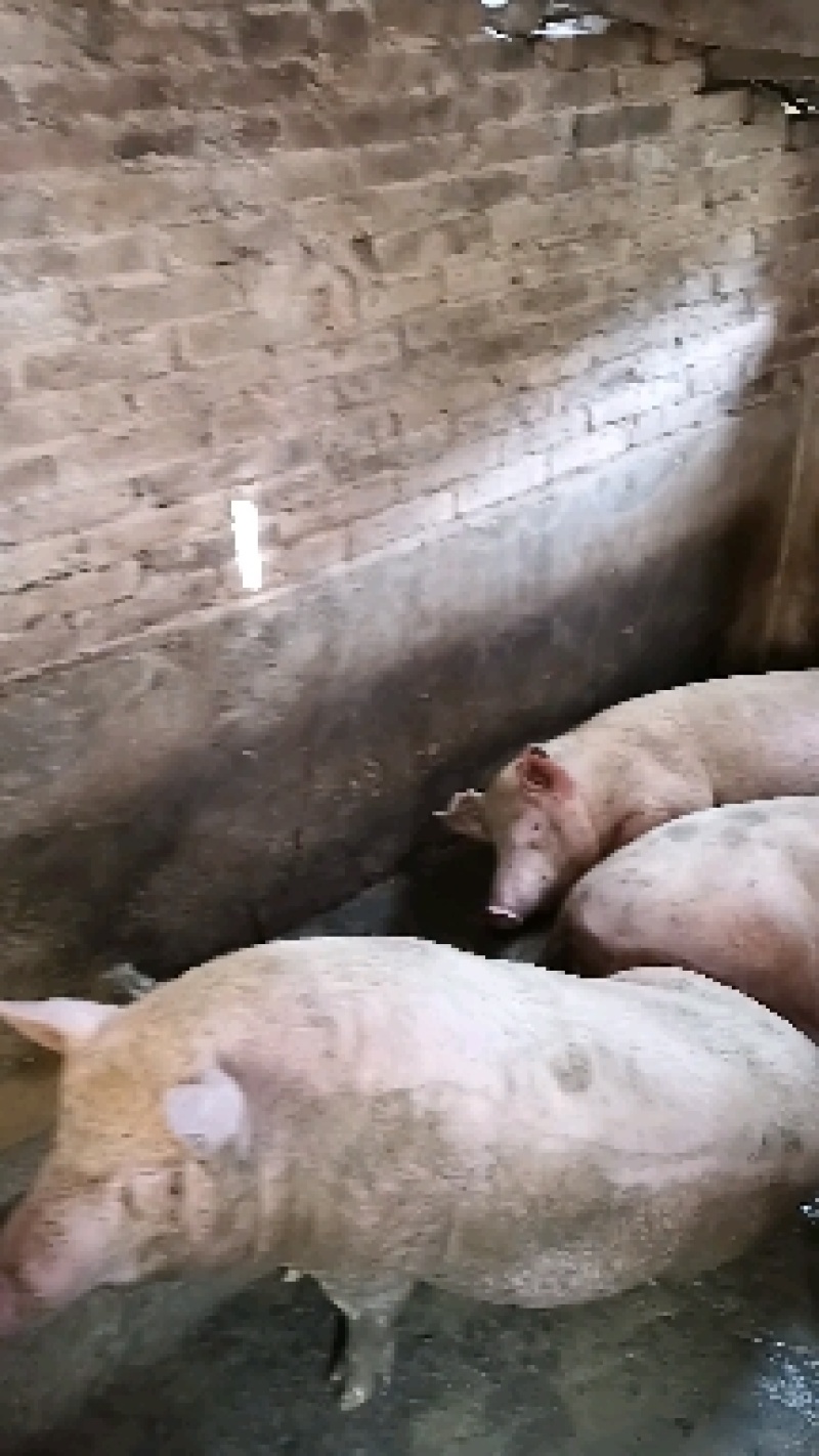 肉猪土白，长白，陆川猪，土猪，肥肥猪，有现成肉猪售卖